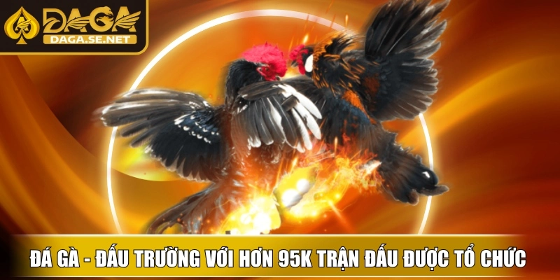 daga-dau-truong-da-ga