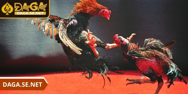 da-ga-daga-dam-bao-minh-bach-da-dang-hinh-thuc-ca-cuoc