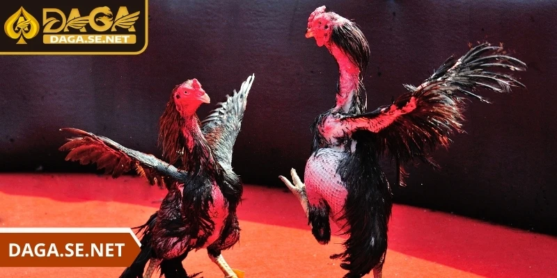 da-ga-daga-nguoi-choi-de-dang-tham-gia-voi-thao-tac-nhanh-chong