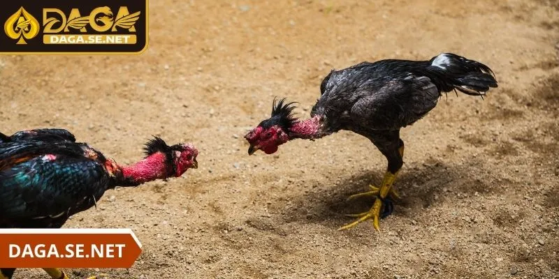 da-ga-tre-bi-kip-tham-gia