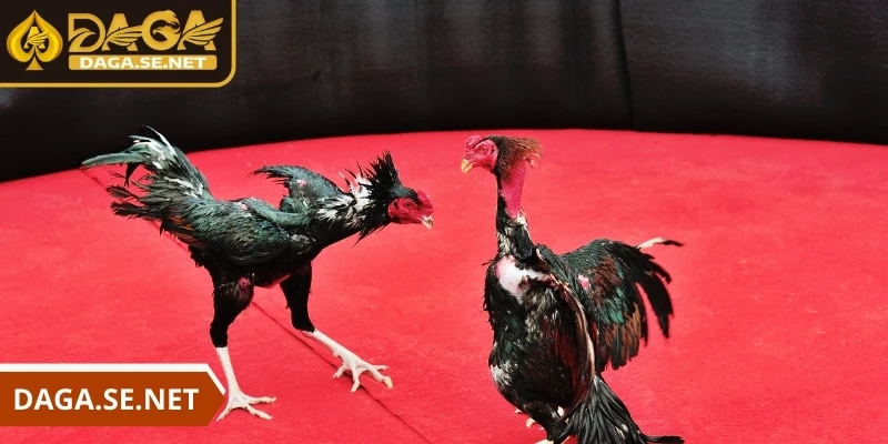 da-ga-truc-tiep-chi-vai-thao-tac-don-gian