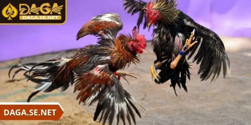 daga-da-ga-tre-nhieu-uu-diem