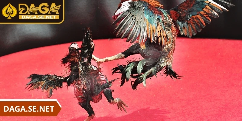 daga-da-ga-truc-tiep-cho-phep-nguoi-choi-theo-doi-tran-dau