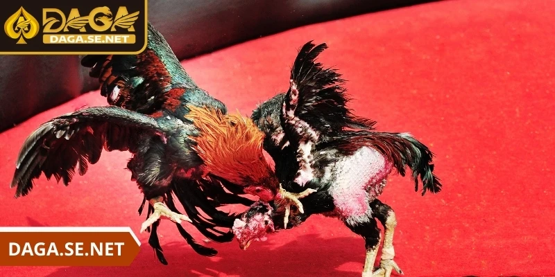 daga-da-ga-truc-tiep-lich-thi-dau-va-thong-tin-minh-bach