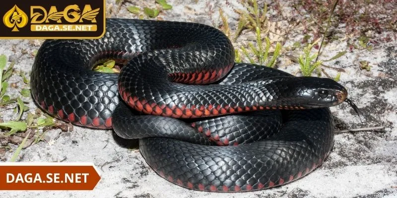 nam-mo-thay-ran-mau-den